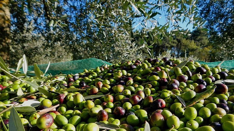 La produzione dell’olio d’oliva
